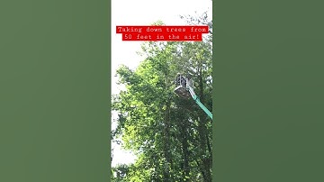 Tree cutting 50 feet in the air! #diy #treecutting #chainsaw #stihl