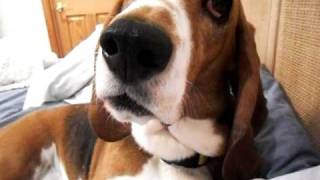 The Funny Crying Dog By Alylovesracing