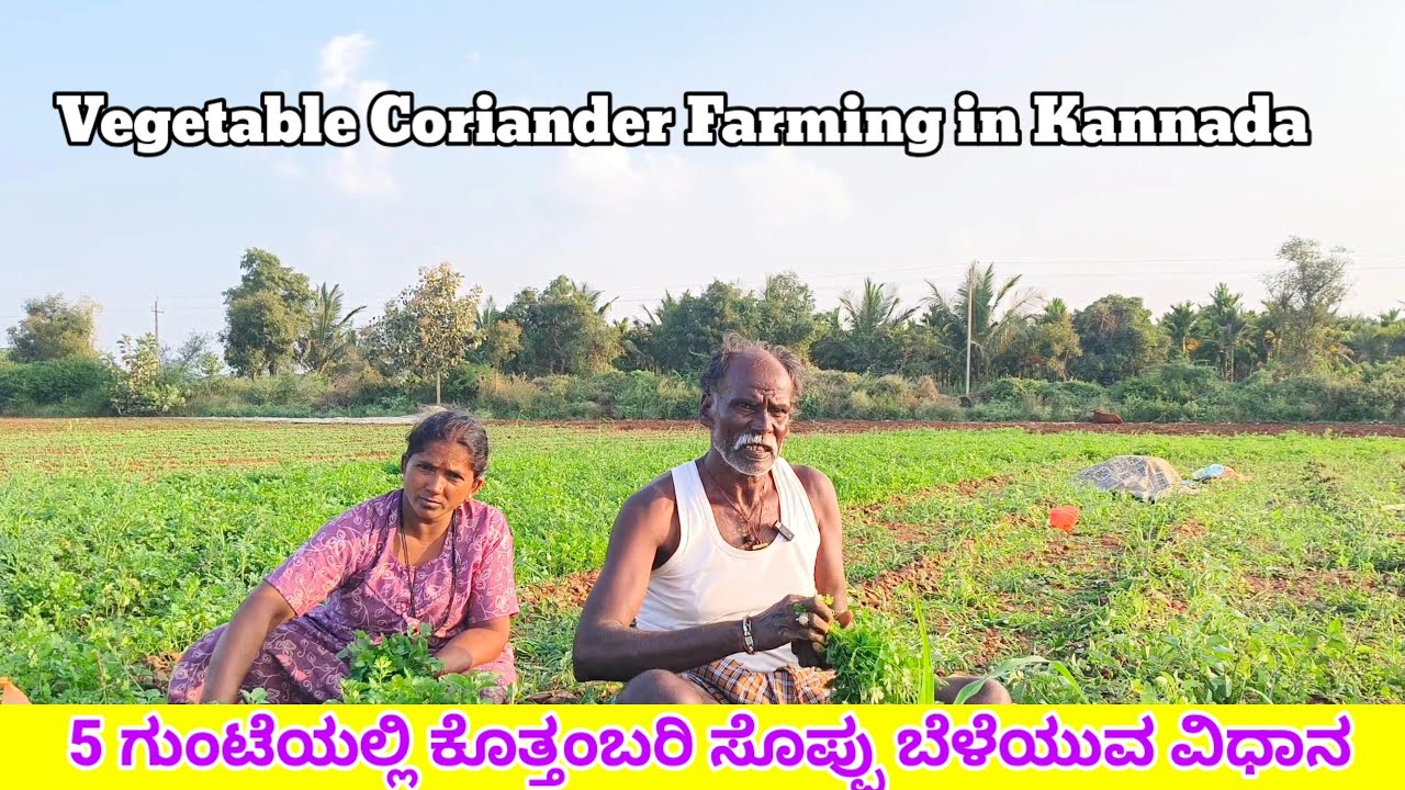 ಕೊತ್ತಂಬರಿ ಸೊಪ್ಪು ಬೆಳೆಯುವ ವಿಧಾನ | Coriander farming in kannada | ಸೊಪ್ಪು ಬೆಳೆಯುವ ವಿಧಾನ | ಸೊಪ್ಪು ಕೃಷಿ