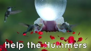 Hummingbird Migration | What to KNOW  to HELP them SURVIVE