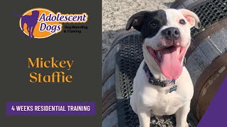 Mickey The Staffordshire Bull Terrier Puppy - 4 Weeks Residential Dog Training