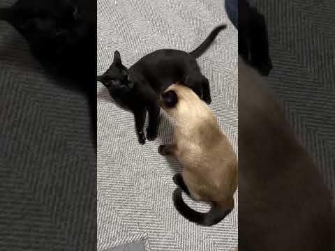 猫降参 - cats siblings fighting - #Shorts