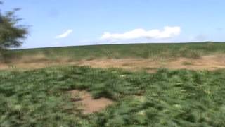Pumpkin Patch 2012- 9th Update