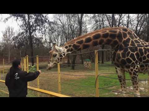 Video: Sa kushton shfaqja e delfinëve në kopshtin zoologjik Brookfield?