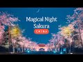 Discover the Most Stunning Night Sakura Avenue in China - Yangzhou's Jianzhen Road Sakura Avenue!