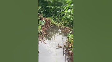 Lên con cá chép khủng hoảng #cauca #fishing #mientay #fish #caucagiaitri #caucasong #shorts