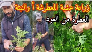 الطريقة الصحيحة لإكتار زراعة النبتة العطرة أو عشبة المعطرشة انطلاقا من العود أو العقل.سهلة و ناجحة٪.