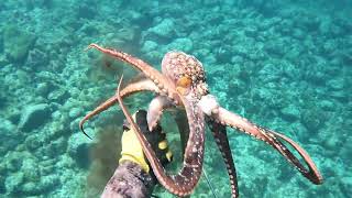 Octopus Fishing: Perfect Camouflage 2