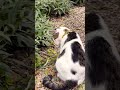 猫🐈vs蛇🐍 #95
