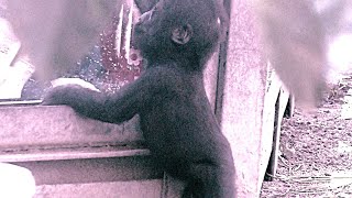 赤ちゃんゴリラは人間をどのように観察しているのか💗キンタロウ９ヶ月【京都市動物園】