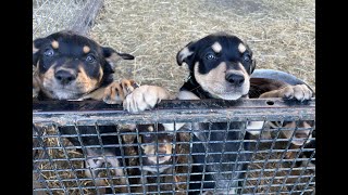 Brock x Livvy pups April 2023 by karmkelpies 592 views 11 months ago 2 minutes, 24 seconds