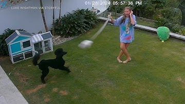 Video shows 12-year-old girl swing snake in frantic effort to save pet guinea pig