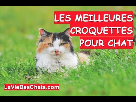 le-top-des-croquettes-pour-chat-🐱-cette-année