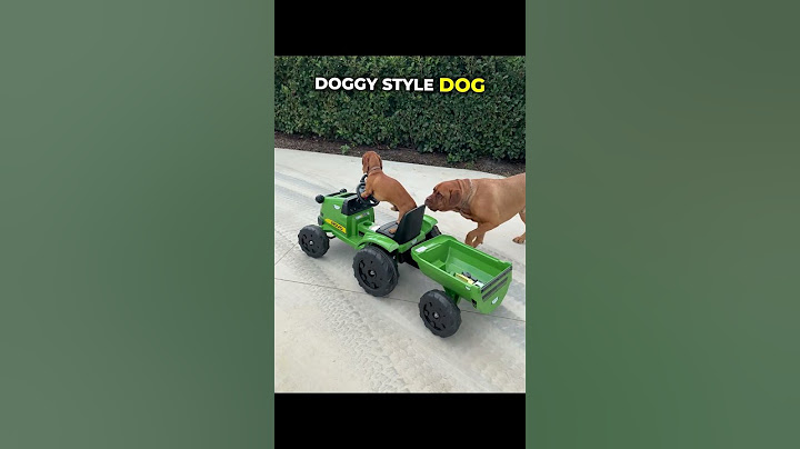 This dog's big bro was shocked he can drive like this 😱