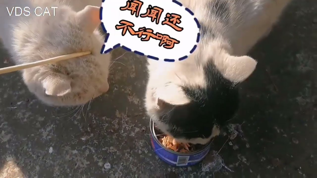 Naughty yellow cats of many pet cat followers attract millions of views#3.