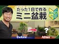 【真柏・懸崖編】たった１日で作るミニ盆栽!!