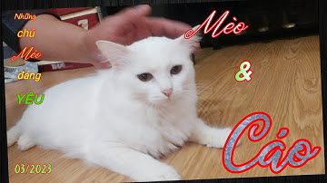 Mèo cũ & Mèo mới - Chia sẻ cách dung hòa.