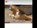 خليك متل الصقر 
