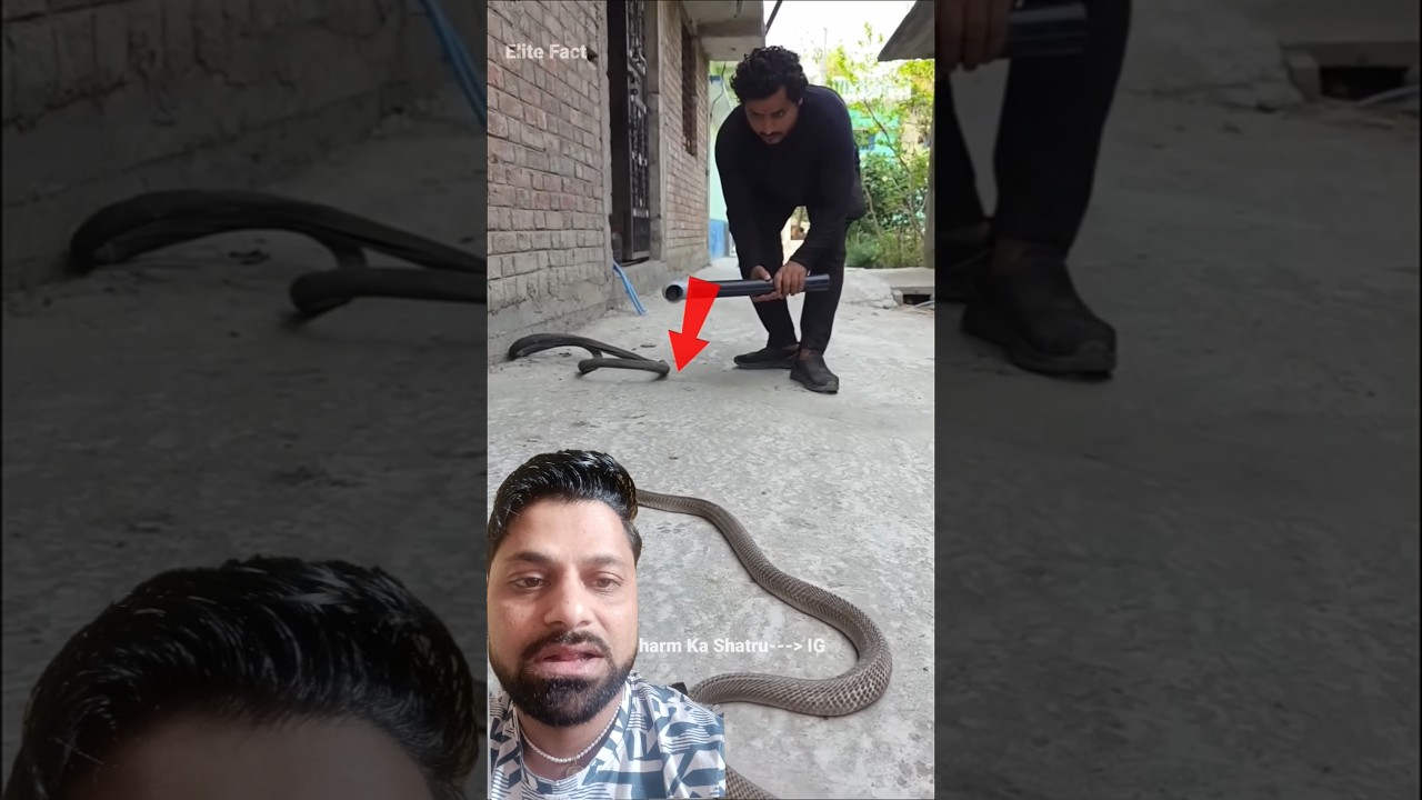 कोबरा ने काट लिया😭
