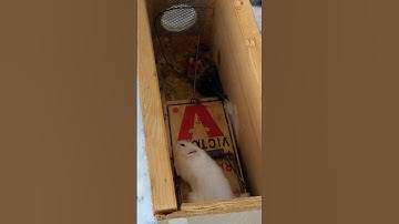 Rat traps work great for weasels!