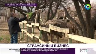 Выгодный бизнес: в Армении набирают популярность страусиные фермы