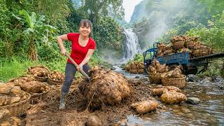 TIMELAPSE -- A Bumper Harvest of Tubers, Potatoes | Stewing a Delicious Pot of Potatoes and Chicken