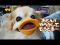 コタ後頭部がオカッパになる & メスやっちゅうねん!コタとおとんの茶番劇 (近況報告⑫)