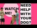 Aggressive German Shepherd Training/How to stop your barking dog! Aggressive German Shepherd Training/How to stop your barking dog!