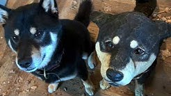 はしもとみおの放課後美術部 Youtube