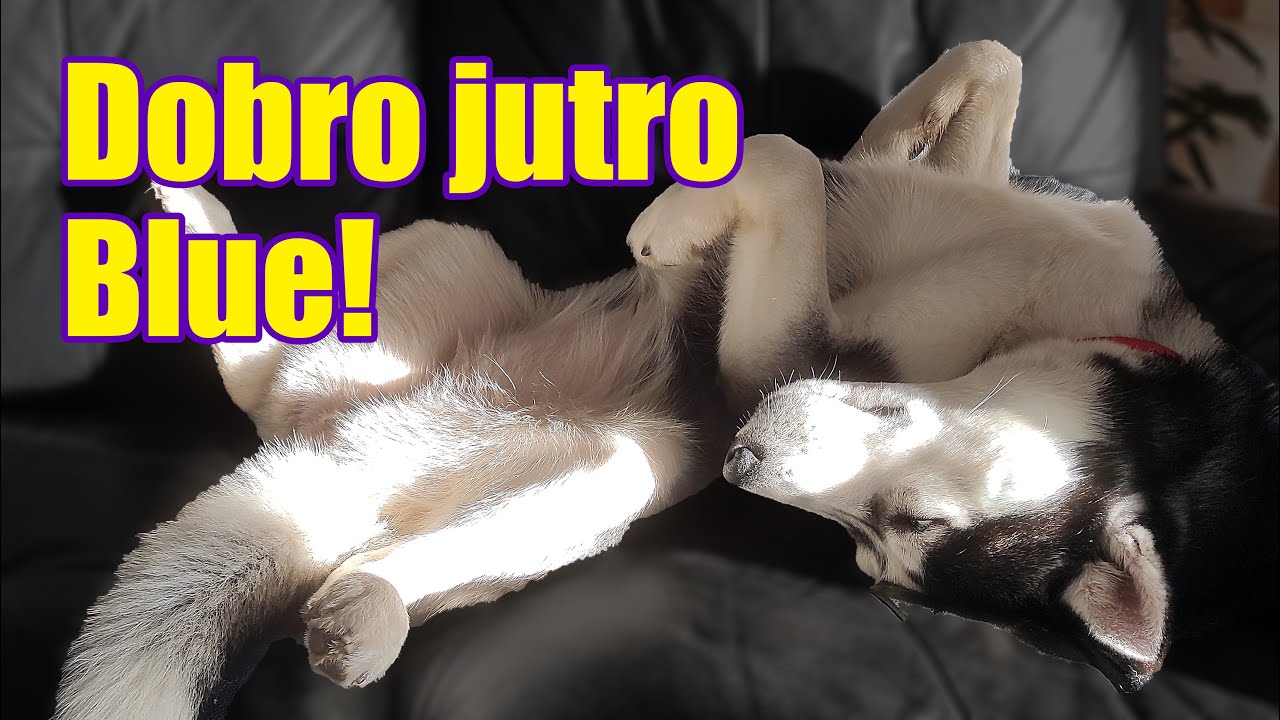 Pseće rutine - JUTARNJA je najvažnija