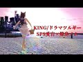 ✿MMDアズレン✿ KING ⇨ドラマツルギー💘愛宕(あら、可愛い指揮官ね～🎵)⚡燦鳥ノム