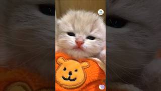 Baby Kitten Meowing 😻💖 Cutest Meow Ever! #babykitten #catmeowing #shorts