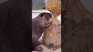 Beaver's Bizarre Barking: Nature's Demolition Crew! #shorts
