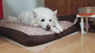 2020/12/13 The Latte! at the kitchen【アメリカンエスキモードッグ/American Eskimo Dog】