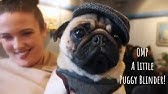 Japan Only Pug Cafe Kyoto Japan Youtube Japan Only Pug Cafe Kyoto Japan Youtube