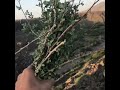 البشام و البيشم 