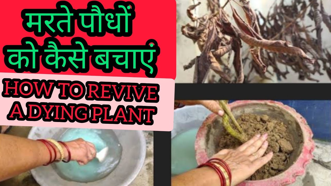 Download SAVE DYING PLANT: How to Save Dying Plant/ How to Revive any Dying Plant/मरते हुए पौधे को कैसे बचाएं