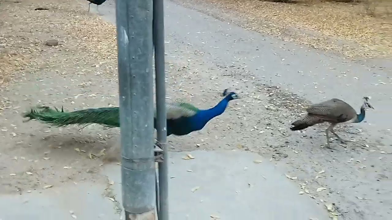 🦚❤️Peacocks మధ్య Food Compition🦚👌