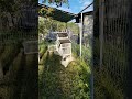 Achizie noua, găini mătase japoneză! #chiken #garden #home #animals