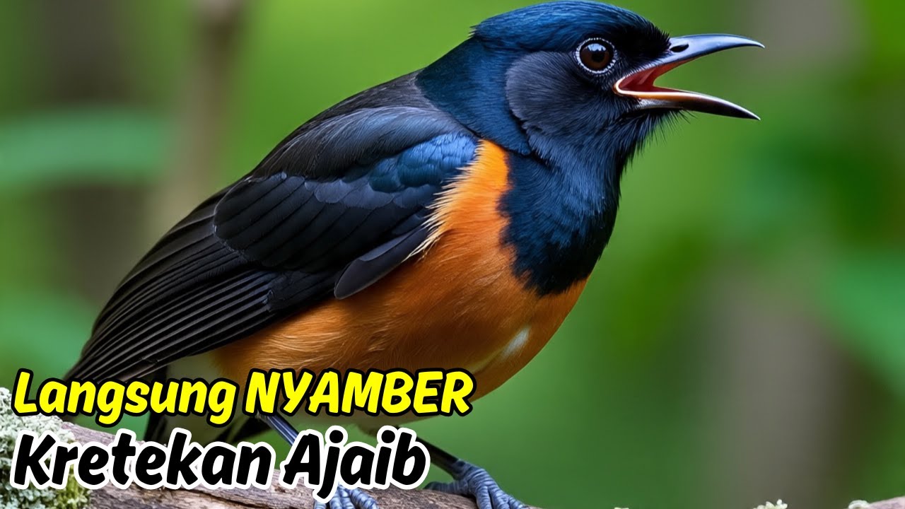 Pancingan Murai Batu Gacor Pagi Siang Malam, Agar Cepat Nyamber