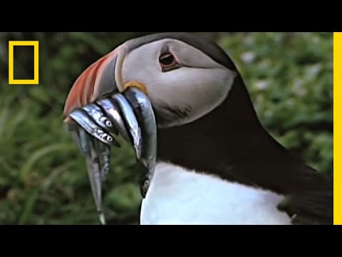 Empowering Puffins | National Geographic