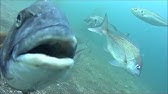 黒鯛チヌの血抜きの仕方動画 14話目 Youtube 黒鯛チヌの血抜きの仕方動画 14話目 Youtube