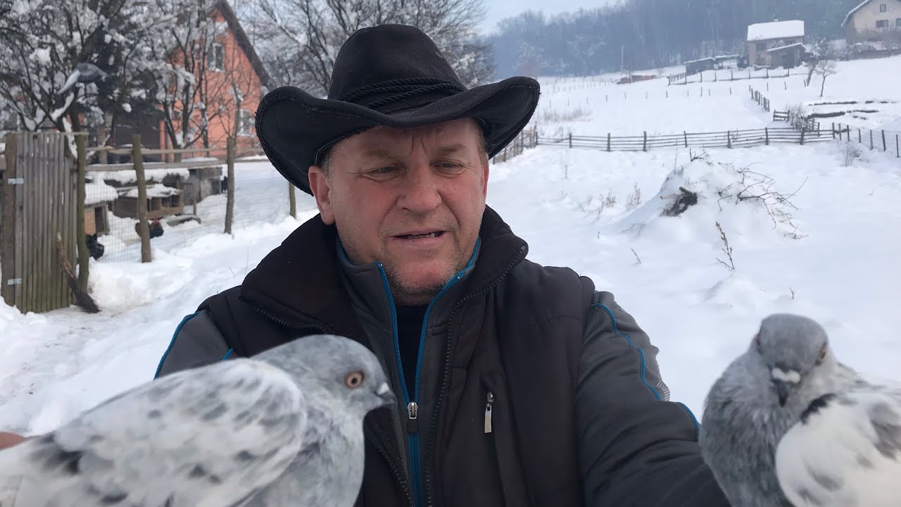 Koliko je plaćen najskuplji golub ?