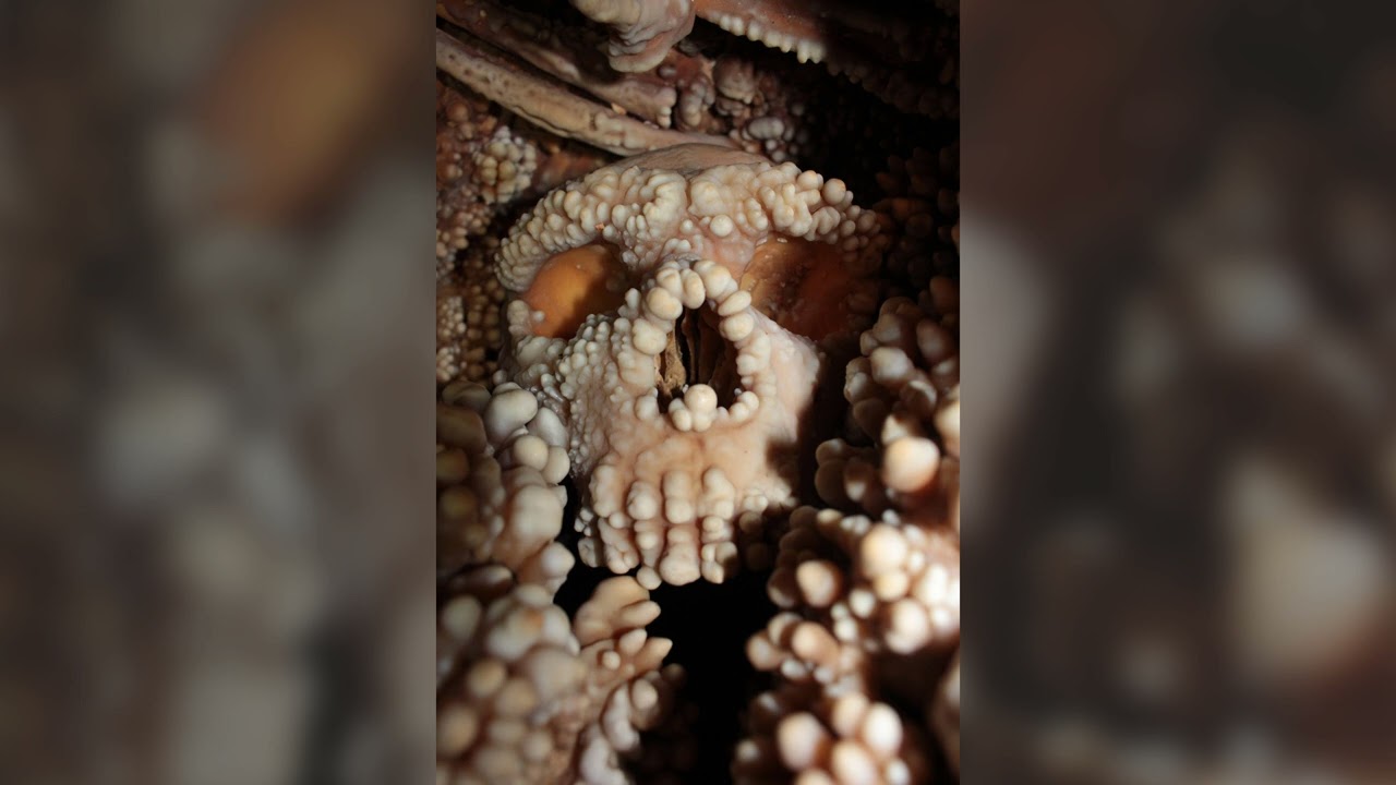 Neanderthal Noses: Debunking the Cold-Adaptation Theory