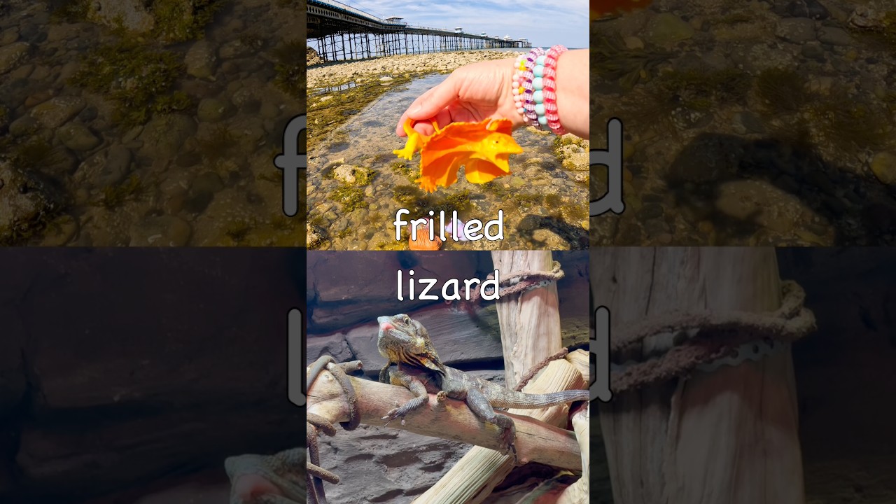 Kids Learn by the Pier | Animal Names: Frilled Lizard Flamingo Okapi Rat Puffin
