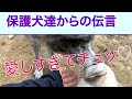 感情を出さなかった秋田犬蕾ちゃんの愛