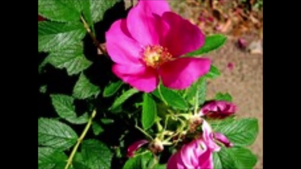 定め船　岩本公水　cover 山里