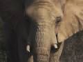 In defense of animals elephants