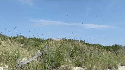 Tree Swallow Migration