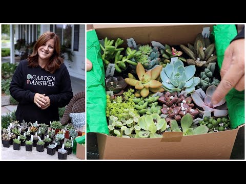 Video: Graptosedum 'California Sunset' - Apa Itu Tanaman Matahari Terbenam California